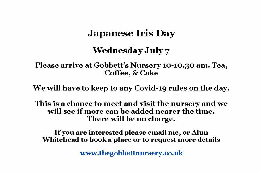 Japanese Iris Day 2020