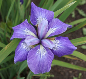 iris ashfield clementine