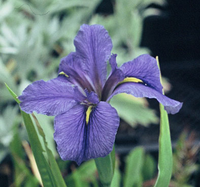 iris clyde redmond