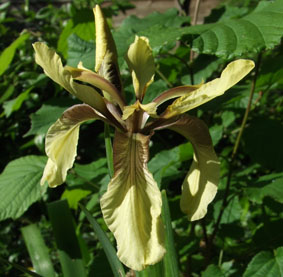 iris foetidissima yellow