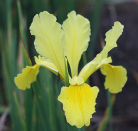 iris philippa baughen